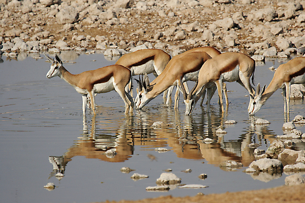 포토 JPG 해외이미지 동물 야생동물 포유류 아프리카 자연 사람없음 물 반사 마시기 그룹 군중 사파리 나미비아 스텝 해외202004 해외포토 자연요소 나라 모션 사람 생태계 남아프리카 파일형식 이미지허브