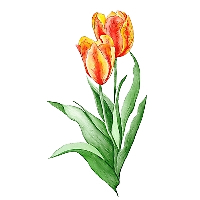 포토 JPG 해외이미지 식물 디자인 꽃 분홍색 백그라운드 잎 꽃무늬 일러스트 자연 수채화 미술 사람없음 장식 빨간색 세로 초록색 노란색 유행 튤립 수확 벚꽃 흰색 그리기 우아함 그림 복고 내추럴 고립 빅토리아 해외202004 해외포토 컬러 컨셉 무늬 농업 모션 문화예술 생태계 파일형식 이미지허브