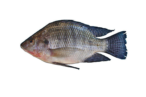 포토 JPG 해외이미지 동물 호수 음식 백그라운드 다이어트 재료 태국 자연 낚시 건강 육류 어류 사람없음 옆모습 물 강 수중 식사 저녁식사 추위 흰색 신선 잡기 입 시장 맛 은색 먹기 준비 눈금 꼬리 날것 지느러미 수족관 잉어 고립 단백질 민물 생식 해외202004 해외포토 자연요소 아시아 뷰포인트 컬러 컨셉 식재료 모션 레저 신체부위 수중동물 생태계 영양소 파일형식 이미지허브