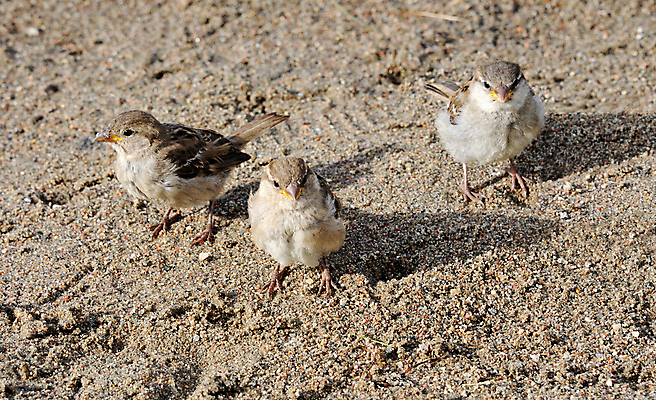 포토 JPG 해외이미지 동물 야생동물 모래 자연 조류 3 사람없음 그룹 작음 깃털 부리 참새 해외202004 해외포토 크기 생태계 파일형식 이미지허브