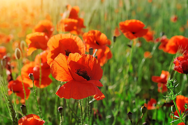 포토 JPG 해외이미지 식물 구름 계절 꽃잎 꽃 줄기 백그라운드 잎 꽃무늬 밭 농업 자연 하늘 풍경 사람없음 야외 빨간색 초록색 여름 파란색 햇빛 태양 농장 환경 정원 일몰 봄 들꽃 벚꽃 시골 개화 저녁 장면 양귀비 내추럴 평야 해외202004 해외포토 자연요소 산업 컬러 무늬 노을 야간 생태계 파일형식 이미지허브