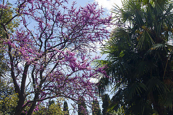 포토 JPG 해외이미지 나무 식물 공원 꽃 바다 여행 건축양식 자연 하늘 휴가 휴식 열대 산 손바닥 풍경 잔디 사람없음 야외 초록색 물 여름 파란색 교회 여행객 정원 검은색 흰색 스페인 휴양지 정사각형 지역 남쪽 내추럴 로스앤젤레스 안달루시아 이국적 해외202004 해외포토 자연요소 도형 손 계절 공공시설 건축 유럽 컬러 컨셉 종교건축 사람 건물 미국 장소 방향 생태계 파일형식 이미지허브