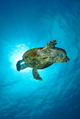포토 JPG 해외이미지 한마리 남자 야생동물 바다 자연 이집트 성인 사람없음 옆모습 수중 홍해 멸종 카피스페이스 해외202004 해외포토 동물 1 뷰포인트 아프리카 사람 공백 생태계 파일형식 이미지허브