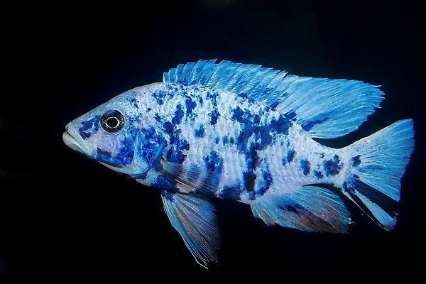 포토 JPG 해외이미지 동물 얼굴 포즈 자연 어류 미술 사람없음 장식 파란색 컬러풀 검은색 흰색 공작 수족관 내추럴 고립 루비 말라위 민물 해외202004 해외포토 컬러 조류 문화예술 신체부위 수중동물 보석 생태계 파일형식 이미지허브