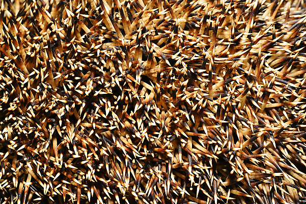 포토 JPG 해외이미지 동물 유럽 야생동물 백그라운드 패턴 포유류 자연 벽지 표면 추상 사람없음 초록색 울타리 갈색 가을 거친 가시 닫기 보호 설치류 숲 두루마리 피부 척추 질감 슛 철조망 주둥이 고슴도치 경보 깃털펜 해외202004 해외포토 계절 나라 컬러 컨셉 무늬 모션 뼈 신체부위 담장 펜 생태계 파일형식 이미지허브