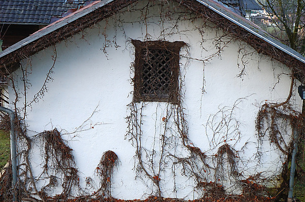 포토 JPG 해외이미지 식물 벽 건축양식 창문 주택 사람없음 야외 건물 해외202004 해외포토 건축물 건축 파일형식 이미지허브