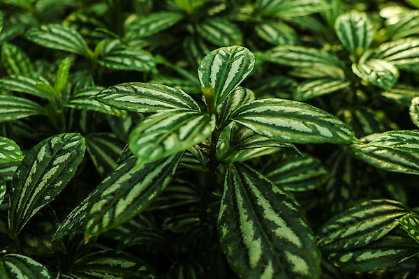 포토 JPG 해외이미지 식물 공원 화초 백그라운드 잎 꽃무늬 패턴 자연 사람없음 야외 장식 초록색 환경 와인 정원 성장 덮개 흰색 점 얼룩 닫기 원예 질감 내추럴 세련 해외202004 해외포토 공공시설 꽃 컬러 무늬 모션 주류 취미 뚜껑 생태계 파일형식 이미지허브