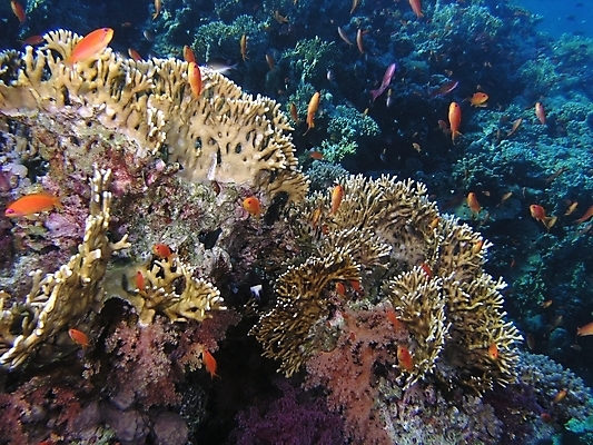 포토 JPG 해외이미지 식물 동물 야생동물 잎 자연 표면 어류 사람없음 물 반사 수중 투명 스노클링 산호 잠수부 다이빙 암초 동물상 해외202004 해외포토 자연요소 조형물 수영 수중동물 수상스포츠 자포동물 전문직 생태계 수중스포츠 파일형식 이미지허브