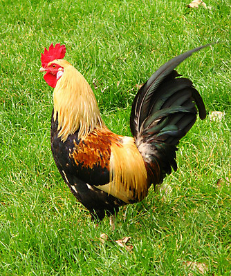 포토 JPG 해외이미지 동물 오렌지 조류 병아리 육류 사람없음 빨간색 초록색 농장 갈색 노란색 마을 치킨 시골 깃털 수탉 밭일 암탉 해외202004 해외포토 컬러 농업 과일 식재료 닭 암컷 수컷 닭고기요리 파일형식 이미지허브