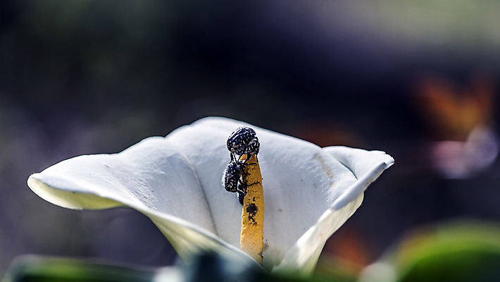 포토 JPG 해외이미지 계절 꽃잎 음식 꽃무늬 오렌지 관계 자연 날씨 협력 노동자 사람없음 햇빛 노란색 정원 검은색 힘 봄 활발 에너지 흰색 업무 그룹 벌레 수분 5월 먹기 원예 꽃가루 영양분 해외202004 해외포토 직업 꽃 컬러 곤충 컨셉 무늬 과일 모션 취미 태양 작업 날짜 가루 생태계 파일형식 이미지허브