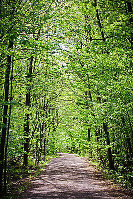 포토 JPG 해외이미지 나무 식물 계절 공원 도로 길 여행 잎 자국 자연 풍경 사람없음 목재 초록색 노란색 봄 가을 시골 숲 장면 내추럴 방법 직진 해외202004 해외포토 공공시설 컬러 재료 교통시설 생태계 파일형식 이미지허브