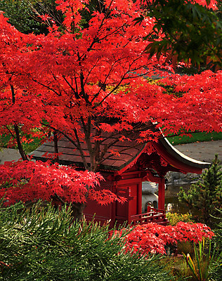 포토 JPG 해외이미지 나무 계절 공원 줄기 백그라운드 단풍 잎 가로등 벤치 오렌지 자연 사람없음 야외 빨간색 빛 컬러풀 갈색 평화 환경 정원 가을 나뭇가지 숲 그늘 11월 10월 내추럴 강렬 해외202004 해외포토 식물 공공시설 컬러 컨셉 의자 과일 날짜 생태계 파일형식 이미지허브