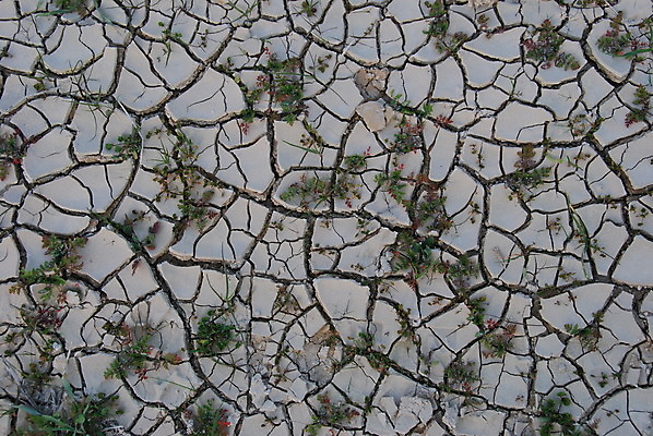 포토 JPG 해외이미지 식물 백그라운드 패턴 자연 날씨 건조 사람없음 야외 갈색 환경 사막 바 뜨거움 갈증 땅 질감 먼지 가뭄 내추럴 연소 재앙 지질학 생존 해외202004 해외포토 교육 컬러 무늬 생태계 파일형식 이미지허브