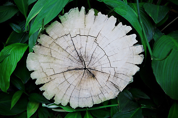 포토 JPG 해외이미지 나무 식물 백그라운드 잎 표면 사람없음 초록색 환경 질감 나무껍질 카피스페이스 해외202004 해외포토 컬러 공백 껍질 파일형식 이미지허브