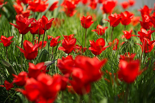 포토 JPG 해외이미지 나무 식물 구름 계절 공원 꽃잎 꽃 문화 분홍색 여행 백그라운드 잎 꽃무늬 밭 농업 전구 자연 사람없음 야외 장식 빨간색 초록색 여름 머리 환경 정원 보라색 봄 활발 튤립 성장 벚꽃 시골 신선 그룹 역사 오브젝트 네덜란드 조경 멀티 줄서기 전경 해외202004 해외포토 자연요소 공공시설 유럽 산업 컬러 컨셉 무늬 모션 풍경 신체부위 생태계 파일형식 탑뷰 이미지허브