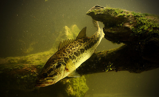 포토 JPG 해외이미지 호수 낚시 어류 사람없음 강 수중 수영 해조류 베이스 해외202004 해외포토 현악기 레저 수중동물 수상스포츠 해양식물 파일형식 이미지허브