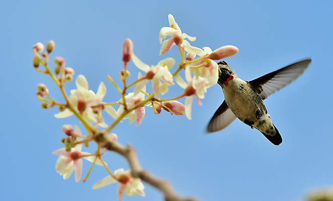 포토 JPG 해외이미지 꽃 야생동물 조류 사람없음 작음 벌새 해외202004 해외포토 식물 동물 크기 파일형식 이미지허브