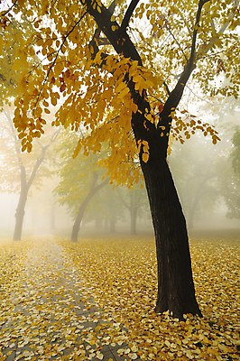 포토 JPG 해외이미지 나무 계절 공원 길 단풍 잎 자연 아침 풍경 사람없음 야외 목재 노란색 침묵 안개 가을 나뭇가지 숲 해외202004 해외포토 주간 식물 공공시설 컬러 재료 날씨 소리 생태계 파일형식 이미지허브