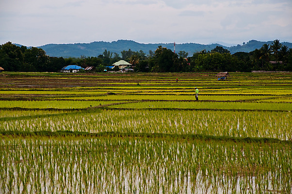 포토 JPG 해외이미지 주간 전통 계절 문화 음식 농업 자연 하늘 밥 아침 한명 동양인 풍경 야외 초록색 물 빛 농작물 햇빛 농장 마을 수확 시골 신선 업무 농부 땅 다발 보따리 유기농 심플 리빙 말레이시아 내추럴 논밭 밭일 심기 해외202004 해외포토 자연요소 직업 1 웰빙 산업 아시아 컬러 밭 모션 논 사람 인종 태양 작업 생태계 파일형식 이미지허브