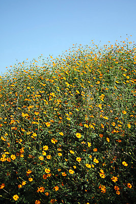 포토 JPG 해외이미지 식물 꽃 꽃무늬 오렌지 자연 하늘 사람없음 파란색 노란색 봄 개화 내추럴 해외202004 해외포토 계절 컬러 무늬 과일 생태계 파일형식 이미지허브