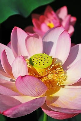 포토 JPG 해외이미지 계절 공원 꽃잎 꽃 종교 문화 선 분홍색 여행 백그라운드 컨셉 잎 불교 추상 연꽃 사람없음 초록색 여름 평화 정원 일본 침묵 고요 기쁨 벚꽃 흰색 연못 사찰 가득함 심볼 순수 명상 해외202004 해외포토 식물 공공시설 감정 아시아 컬러 무늬 종교건축 소리 파일형식 이미지허브