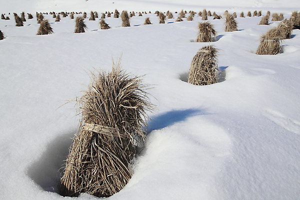포토 JPG 해외이미지 백그라운드 겨울 밭 자연 풍경 사람없음 야외 얼음 추위 흰색 눈송이 땅 묘사 해외202004 해외포토 자연요소 계절 컬러 농업 눈_날씨 생태계 파일형식 이미지허브