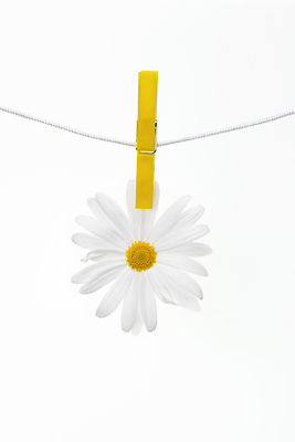 포토 JPG 해외이미지 식물 디자인 옷 꽃잎 꽃 밧줄 꽃다발 백그라운드 꽃무늬 오렌지 자연 추상 매달리기 집게 사람없음 빨간색 초록색 수건 노란색 머리 봄 공백 벚꽃 흰색 신선 빨래 빨랫줄 데이지 클립 무당벌레 거베라 빨래집게 고립 돌리기 줄서기 해외202004 해외포토 계절 줄 컬러 곤충 가사 무늬 과일 모션 신체부위 위생용품 생태계 파일형식 이미지허브