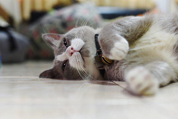 포토 JPG 해외이미지 동물 1 포유류 털 앉기 사람없음 반려동물 고양이 회색 잠 작음 솜털 해외202004 해외포토 컬러 모션 크기 파일형식 이미지허브