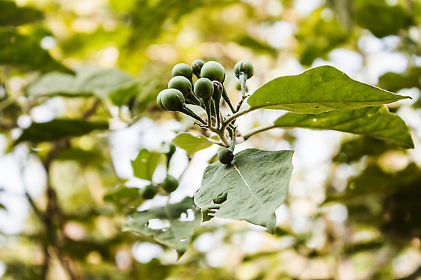 포토 JPG 해외이미지 식물 계절 아시아 음식 백그라운드 잎 농업 다이어트 채소 재료 고추 주택 건강 요리 사람없음 초록색 주방 정원 수확 신선 그룹 닫기 달콤 맛 작음 먹기 허브 유기농 날것 내추럴 채식주의자 억울 해외202004 해외포토 웰빙 감정 나라 산업 컬러 컨셉 모션 건물 크기 채식 파일형식 이미지허브