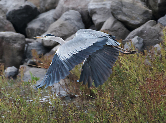 포토 JPG 해외이미지 야생동물 조류 사람없음 강 회색 저수지 왜가리 이륙 보호구역 해외202004 해외포토 동물 컬러 구역 파일형식 이미지허브