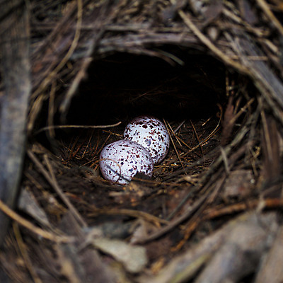 포토 JPG 해외이미지 야생동물 태국 자연 조류 주택 사람없음 계란 아기 둥지 볏짚 새장 땅바닥 해외202004 해외포토 동물 아시아 바닥 사람 건물 알 짚 생태계 케이지 파일형식 이미지허브