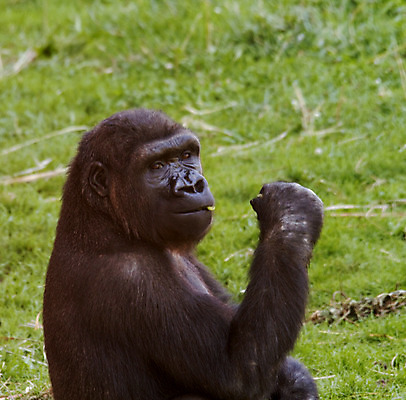 포토 JPG 해외이미지 동물 손 무기 얼굴 야생동물 포유류 자연 사람없음 먹기 유인원 고릴라 내추럴 해외202004 해외포토 모션 신체부위 생태계 파일형식 이미지허브