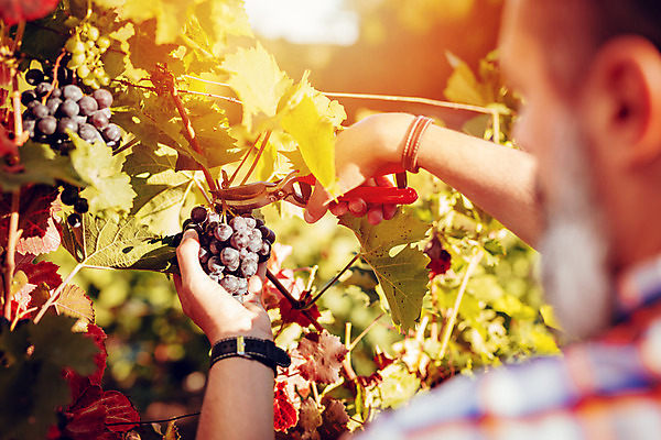 포토 JPG 해외이미지 남자 농업 과일 자연 포도 한명 야외 뒷모습 가로 여름 농장 와인 수확 가을 시골 농부 자르기 다발 포도밭 포도나무 숙성 해외202004 해외포토 직업 1 계절 산업 뷰포인트 밭 모션 주류 사람 과일나무 생태계 파일형식 이미지허브