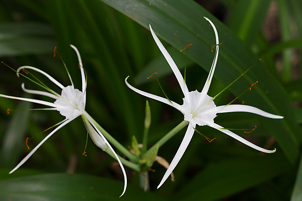 포토 JPG 해외이미지 식물 남자 꽃 커피 꽃다발 결혼 백그라운드 잎 꽃무늬 가족 자연 불꽃 동양인 이벤트 사람없음 옆모습 초록색 컬러풀 갈색 정원 미국 회색 성장 가을 흰색 신선 개화 우아함 닫기 허브 꽃가루 남쪽 고립 제라늄 특별함 해외202004 해외포토 계절 음료 뷰포인트 컬러 컨셉 북아메리카 무늬 관계 모션 불 사람 인종 가루 방향 생태계 파일형식 이미지허브