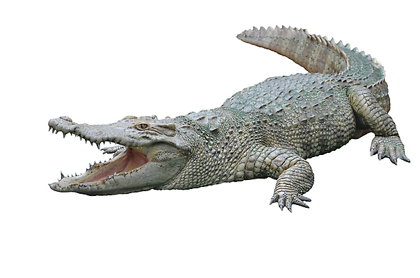 포토 JPG 해외이미지 동물 야생동물 백그라운드 파충류 자연 동물원 사람없음 머리 흰색 오픈 입 거친 위험 큼 피부 육식동물 악어 고립 힘찬 해외202004 해외포토 컬러 컨셉 신체부위 크기 생태계 파일형식 이미지허브