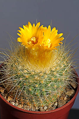 포토 JPG 해외이미지 식물 꽃 자연 선인장 사람없음 초록색 오브젝트 해외202004 해외포토 컬러 생태계 파일형식 이미지허브