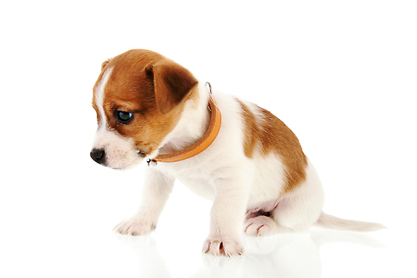 포토 JPG 해외이미지 동물 척추동물 1 새끼 백그라운드 포유류 생물 앉기 사람없음 반려동물 갈색 우주 흰색 개 강아지 테리어 가득함 슛 잭 길이 송곳니 고립 기르기 유래 테마 차단 해외202004 해외포토 컬러 모션 치아 돌봄 파일형식 이미지허브