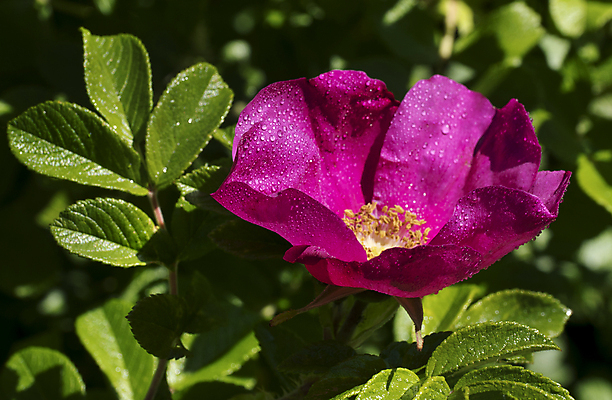 포토 JPG 해외이미지 계절 꽃 분홍색 잎 사람없음 초록색 물 여름 장미 정원 봄 벚꽃 나뭇가지 신선 개화 허브 해외202004 해외포토 자연요소 나무 식물 컬러 파일형식 이미지허브