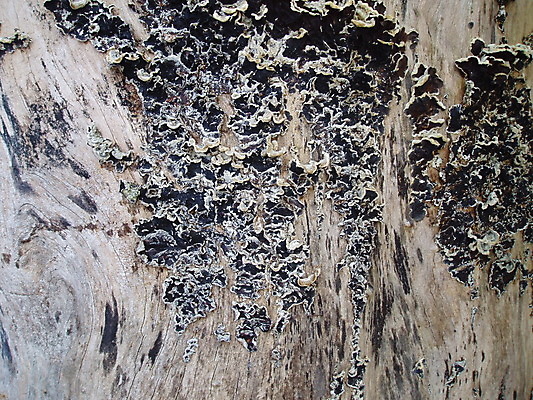 포토 JPG 해외이미지 나무 백그라운드 사람없음 목재 버섯 숲 곰팡이 해외202004 해외포토 식물 재료 파일형식 이미지허브