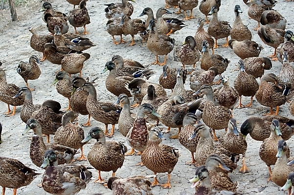 포토 JPG 해외이미지 동물 교육 호수 야생동물 선 여행 가족 자연 엄마 오리 사람없음 물 강 수영 침묵 자녀 시골 보호 작음 대표 청둥오리 유지 돌봄 소셜 연대 줄서기 선두 해외202004 해외포토 자연요소 컨셉 관계 모션 조류 소리 수상스포츠 크기 생태계 파일형식 이미지허브
