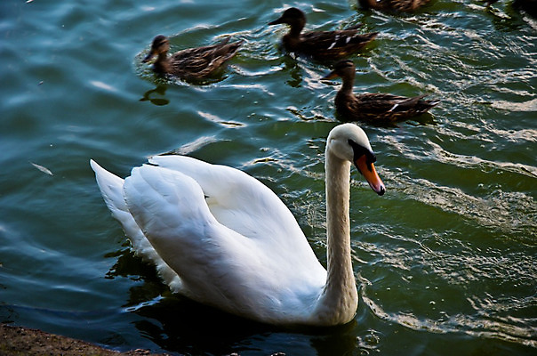 포토 JPG 해외이미지 동물 1 호수 물결 야생동물 파도 여행 백그라운드 자연 조류 하늘 휴식 사랑 사람없음 야외 초록색 물 파란색 빛 강 반사 평화 검은색 수영 침묵 흰색 아기 연못 우아함 순수 깃털 싱글 부리 백조 내추럴 단아함 해외202004 해외포토 자연요소 감정 바다 컬러 컨셉 사람 소리 수상스포츠 생태계 파일형식 이미지허브