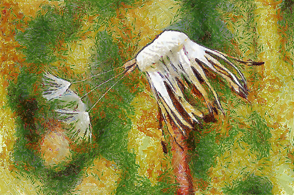 포토 JPG 해외이미지 식물 꽃 꽃무늬 자연 씨앗 사람없음 벚꽃 민들레 깃털 묘사 퍼프 솜털 시들음 해외202004 해외포토 무늬 생태계 파일형식 이미지허브