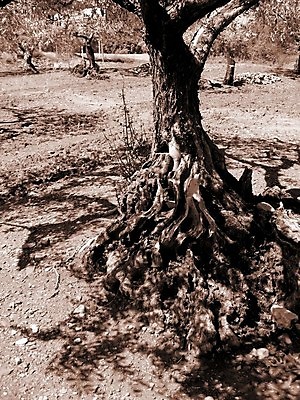 포토 JPG 해외이미지 나무 밭 사람없음 목재 농부 올리브 프로방스 해외202004 해외포토 식물 직업 열매 농업 재료 파일형식 이미지허브