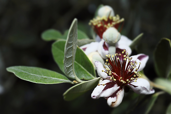포토 JPG 해외이미지 아시아 음식 백그라운드 십자가 잎 과일 부분 디저트 귤 건강 종류 요리 씨앗 동양인 사람없음 초록색 주스 흰색 신선 시장 닫기 달콤 맛 아침식사 먹기 파인애플 유기농 반쪽 내추럴 고립 숙성 이국적 전문 많음 해외202004 해외포토 식물 웰빙 나라 음료 컬러 컨셉 모션 인종 식사 열대과일 파일형식 이미지허브