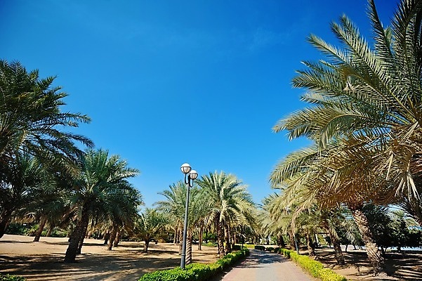 포토 JPG 해외이미지 나무 식물 구름 전통 라이프스타일 공원 아시아 도로 섬 여행 백그라운드 잎 패턴 밭 과일 자연 하늘 휴가 손바닥 풍경 사람없음 야외 목재 초록색 여름 파란색 농장 정원 맑음 침묵 흰색 시골 작업 뜨거움 그룹 농부 숲 땅 코코넛 내추럴 배수구 해외202004 해외포토 자연요소 직업 손 계절 공공시설 나라 길 컬러 무늬 농업 재료 교통시설 날씨 생활 소리 생태계 파일형식 이미지허브