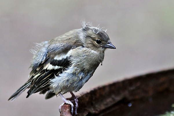 포토 JPG 해외이미지 동물 야생동물 음식 날개 조류 병아리 앉기 사람없음 야외 초록색 여름 아기 보호 숲 작음 깃털 생태계 생물학 부리 사냥꾼 솜털 수유 취급주의 혼자 해외202004 해외포토 직업 계절 교육 컬러 컨셉 모션 경고 사람 크기 파일형식 이미지허브