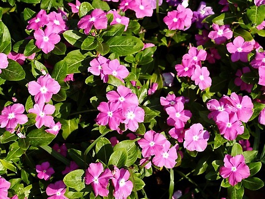 포토 JPG 해외이미지 식물 꽃잎 꽃 분홍색 꽃무늬 오렌지 자연 국화 사람없음 빨간색 여름 세트 컬러풀 장미 노란색 보라색 봄 활발 벚꽃 흰색 신선 개화 그룹 난초 변화 선택 백합 자르기 수집 달리아 제비꽃 묘사 코스모스 데이지 붓꽃 고립 섞기 아욱 많음 피튜니아 해외202004 해외포토 계절 컬러 컨셉 무늬 과일 모션 생태계 파일형식 이미지허브