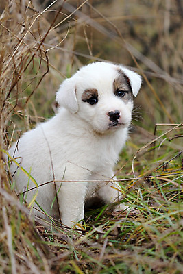 포토 JPG 해외이미지 동물 응시 잎 자연 사람없음 반려동물 슬픔 가을 흰색 나뭇가지 표현 개 강아지 무서움 버리기 혼자 해외202004 해외포토 나무 식물 시선 계절 감정 컬러 포유류 모션 생태계 파일형식 이미지허브