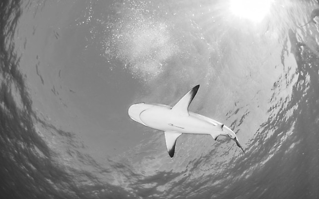 포토 JPG 해외이미지 동물 야생동물 스포츠 바다 여행 백그라운드 자연 어류 사람없음 야외 물 여름 파란색 바닷속 수중 산호 위험 다이빙 육식동물 암초 깊이 바하마 해외202004 해외포토 자연요소 계절 컬러 컨셉 수영 수중동물 자포동물 생태계 수중스포츠 파일형식 이미지허브