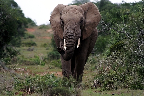 포토 JPG 해외이미지 동물 포유류 아프리카 자연 코끼리 사람없음 회색 큼 사파리 귀 상아 해외202004 해외포토 나라 컬러 신체부위 크기 생태계 파일형식 이미지허브